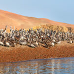 Group of Pelicans at the Ballestas Islands in the Paracas National park, Peru.