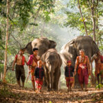 Elephant and farmer in asian countryside in Thailand - Thai elephant in Surin region