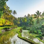 bali5riza